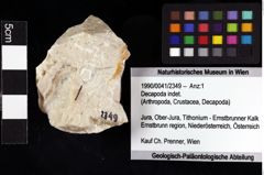 Foto (Objket + Etiketten) von Decapoda indet. 